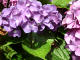 Hydrangea Photo #3