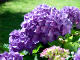 Hydrangea Photo #5